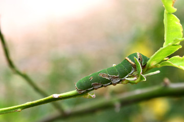 Caterpillar