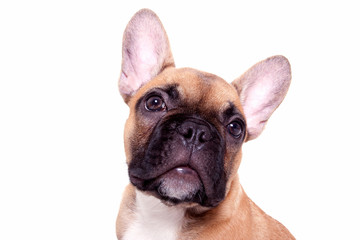 Fototapeta premium Little french bulldog puppy