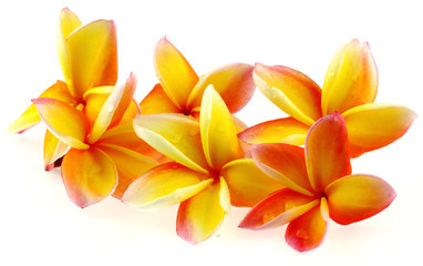 Obraz na płótnie Canvas żółte kwiaty frangipani