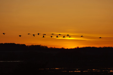 Cranes thats fly in the evening light