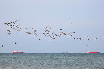 Common Tern