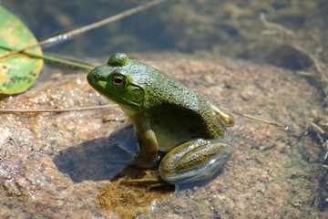 grenouille