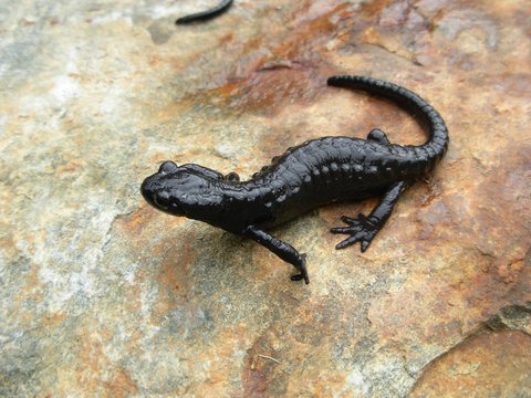Alpensalamander, Salamandra atra