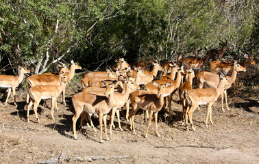 Naklejka na ściany i meble Grupa Impalas w Park Narodowy Krugera (Aepyceros melampus)