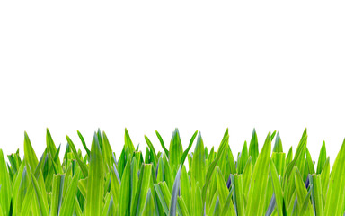Obraz na płótnie Canvas green grass with white background