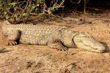 Crocodile in st. lucia wetland Park