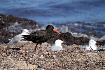 oystercatcher
