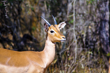 Group of impalas in Kruger national park (Aepyceros melampus)