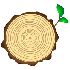 Cross section of tree trunk showing growth rings