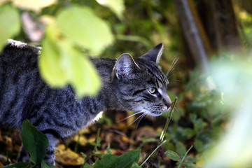 Hauskatze