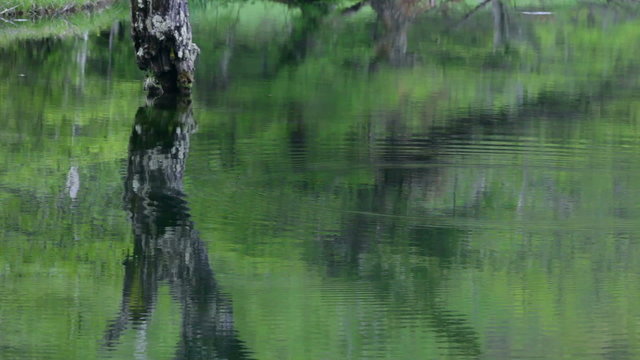 池の古木と波紋