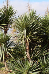 Naklejka na ściany i meble Palm tree - Palma de Mallorca - Balearic Islands