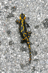 salamandra