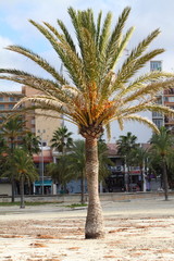 Fototapeta premium Palm tree - Palma de Mallorca - Balearic Islands