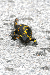 Obraz premium salamandra