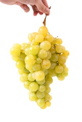 Hand holding bunch of grapes