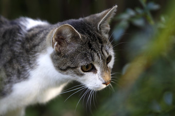 Hauskatze