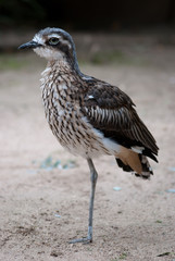 Vogel auf einem Bein