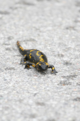 salamandra