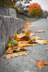 Leaves on street