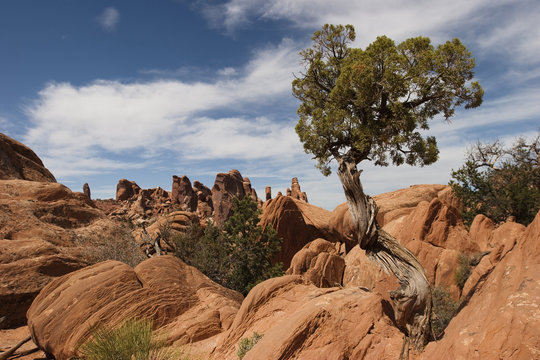 Tree at Arches National Park