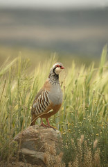 perdiz de campo