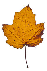 Autumn yellow leaves