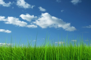Fototapeta premium Green grass over a blue sky background