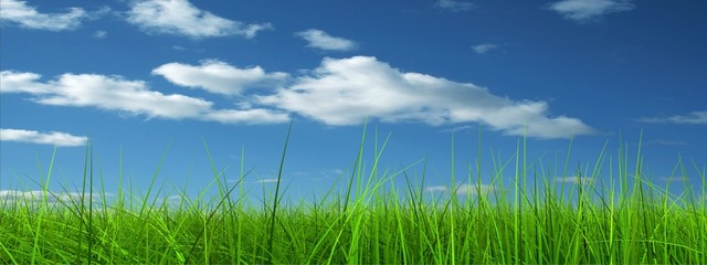 Obraz premium Green grass over a blue sky background