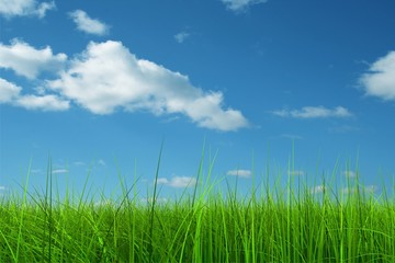 Green grass over a blue sky background