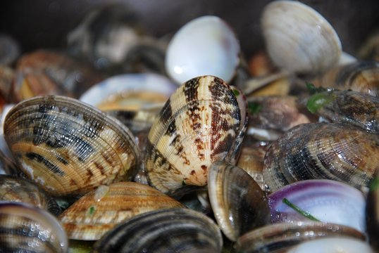bivalvi-vongole veraci