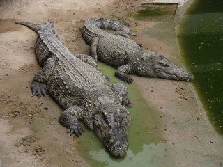 two crocodiles