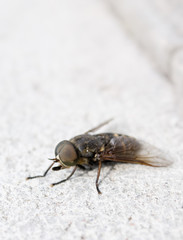 Close-up of fly