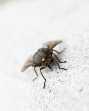 Close-up of fly