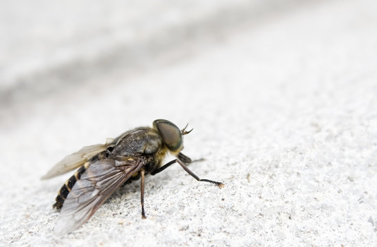 Close-up of fly