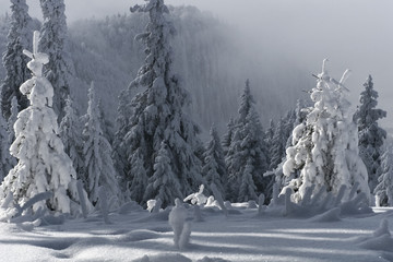 Fototapeta premium trees with snow