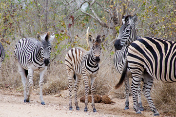 Fototapeta na wymiar Grupa zebry z baby zebra przechodzącej przez ulicę
