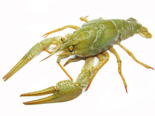green river lobster