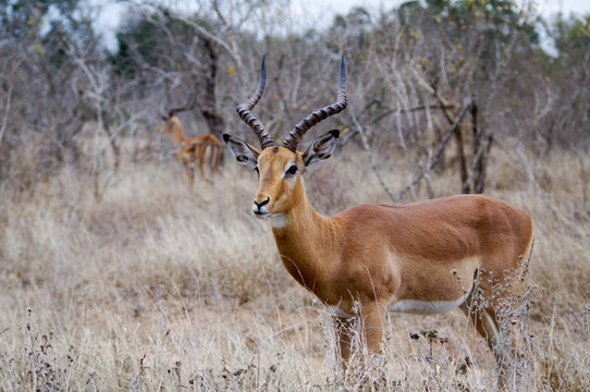 Group of impalas in Kruger national park (Aepyceros melampus)