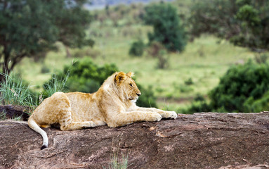 Mara Lion