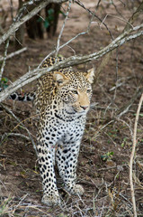 Leopard in Kruger park (Panthera pardus pardus)