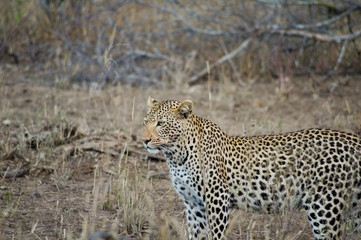 Leopard in Kruger park (Panthera pardus pardus)