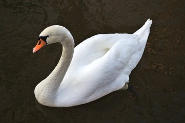 Schwan auf dem Teich