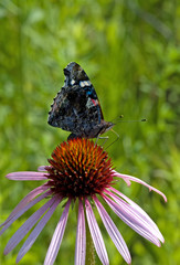 Red Admiral on Purple Coneflower