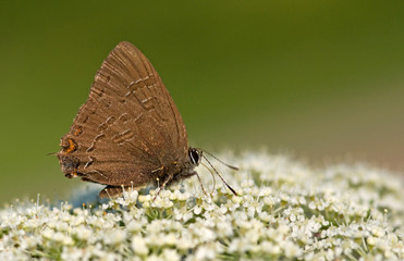 Hairstreak Butterfly on Queen Anne's Lace