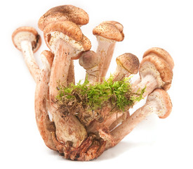 Honey agarics
