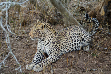 Lying leopard in Kruger park (Panthera pardus pardus)