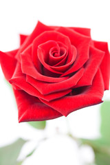 beautiful red rose isolated on white