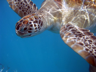 Grüne Meeresschildkröte (Chelonia mydas) in der Karibik