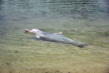 very rare pink dolphin